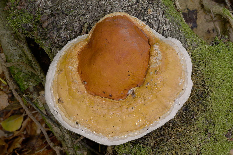 Fomitopsis pinicola